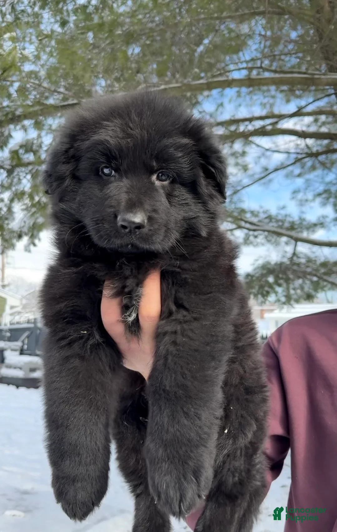 German Shepherd dogs for sale: Draco - Ad 1