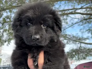 German Shepherd dogs Draco - Ad 2