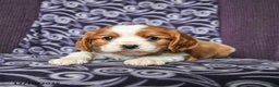 Cavalier King Charles Spaniel dogs for sale: Bobby - Ad 1