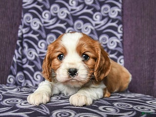 Cavalier King Charles Spaniel dogs Bobby - Ad 27