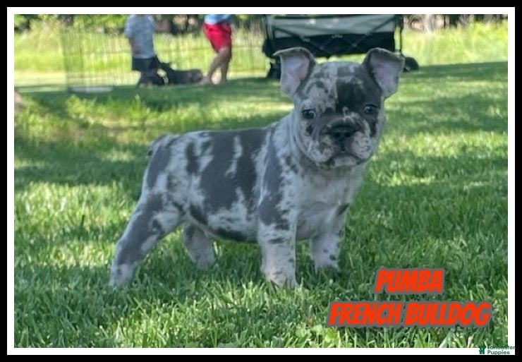 French Bulldog dogs Pumba - Ad 1