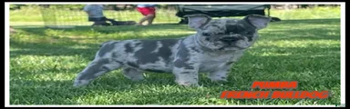 Pumba