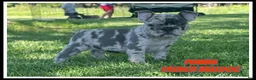 French Bulldog dogs for sale: Pumba - Ad 1