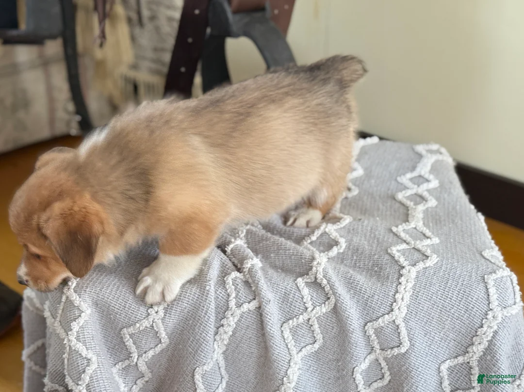 Welsh Corgi Pembroke dogs for sale: Finch - Ad 9