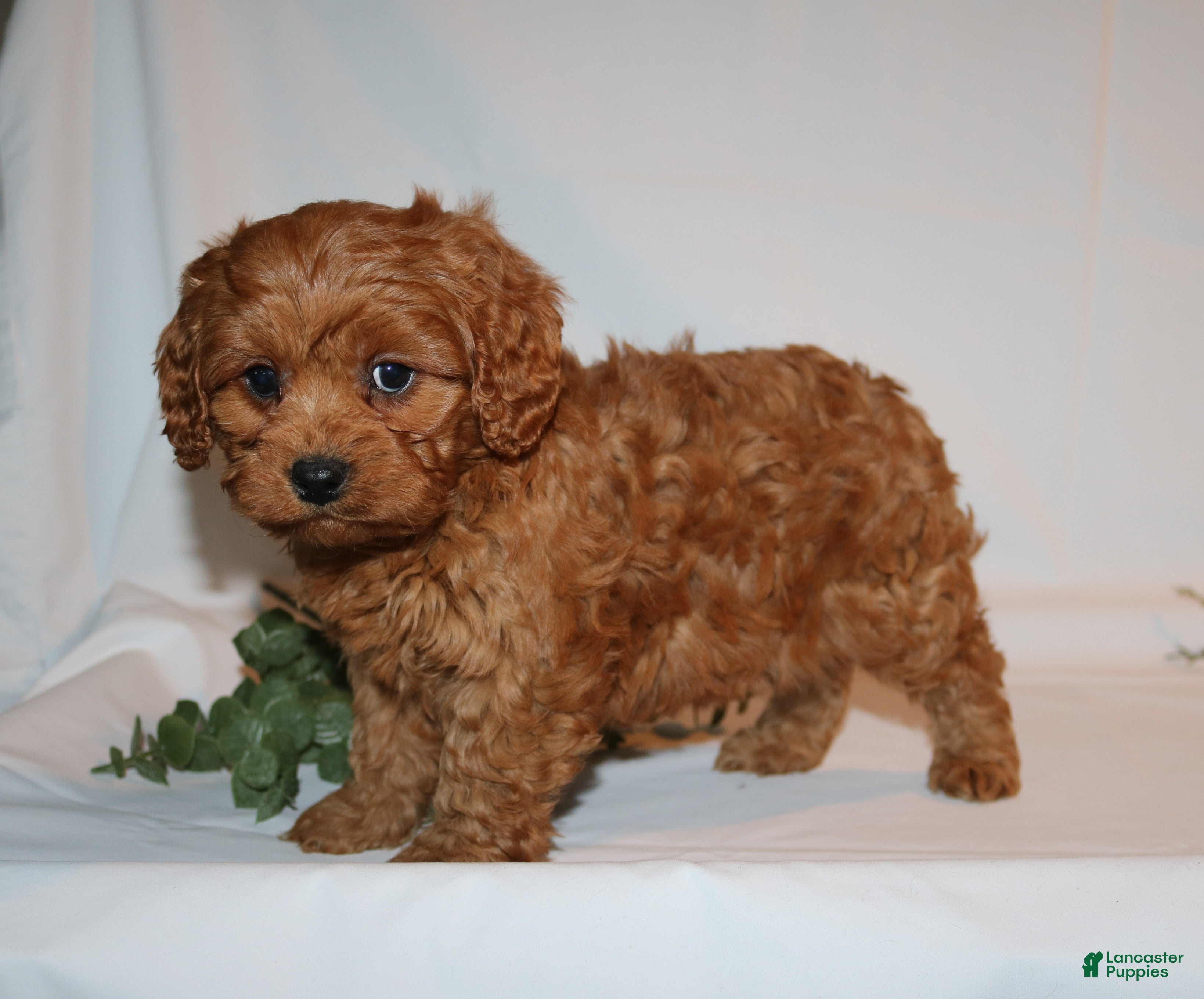 Cavapoo dogs Sam - Ad 30