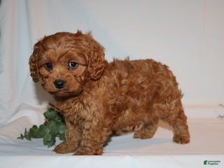 Cavapoo dogs Sam - Ad 30