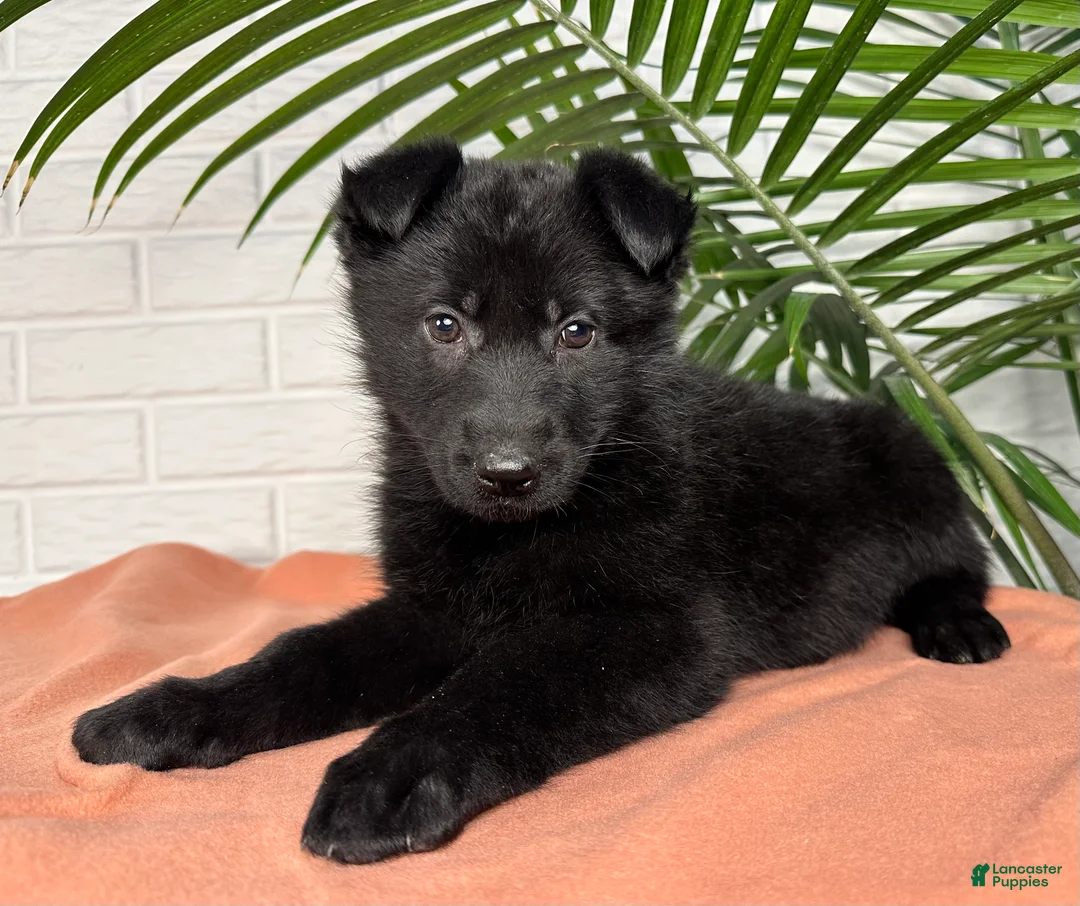 German Shepherd dogs for sale: Shadow - Ad 3
