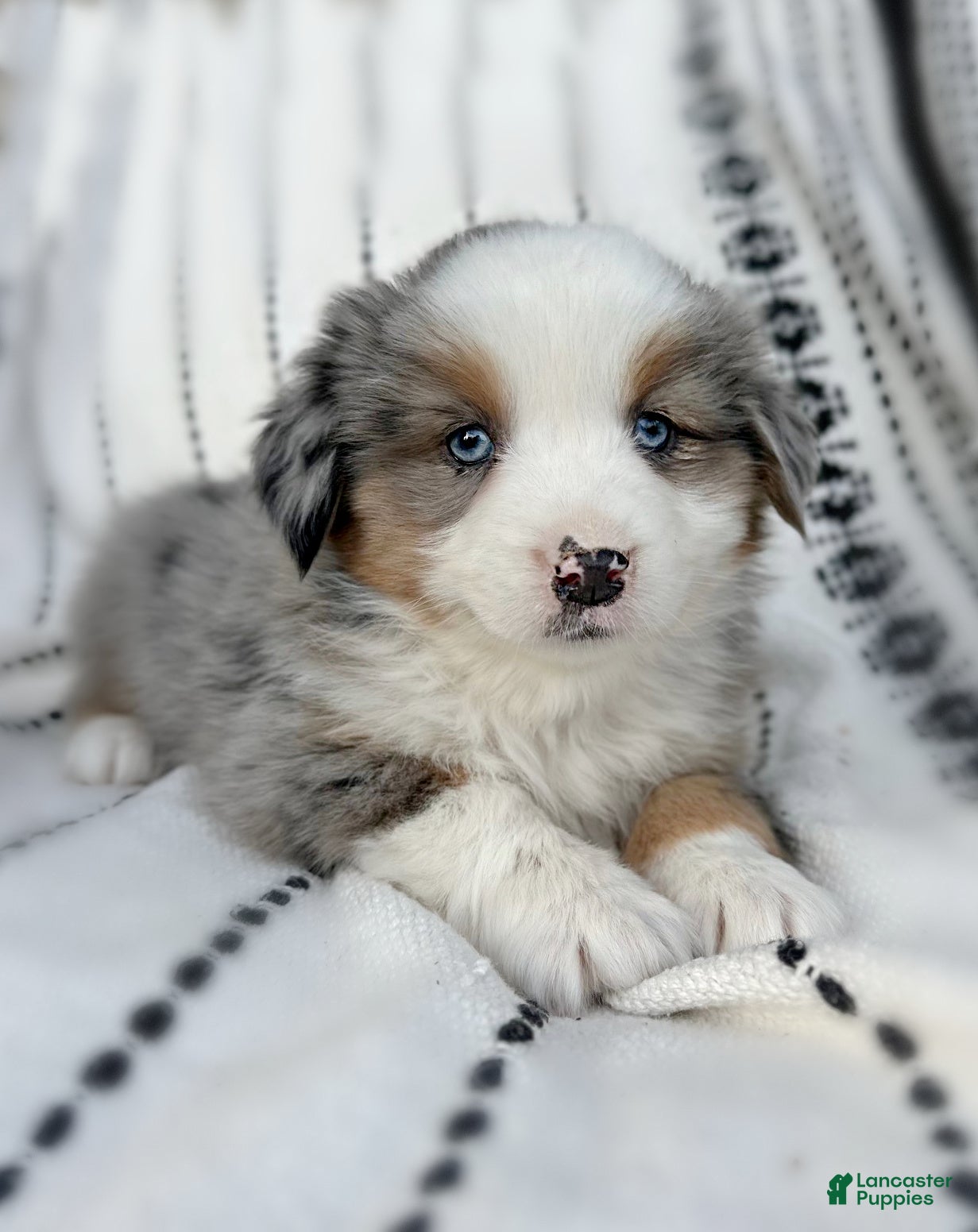 Miniature Australian Shepherd dogs Birdie - Ad 38