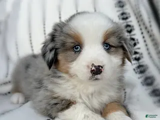 Miniature Australian Shepherd dogs Birdie - Ad 3