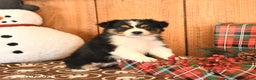 Miniature Australian Shepherd dogs for sale: Jasmine - Ad 3