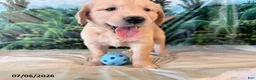 Golden Retriever dogs for sale: Cade - Ad 3