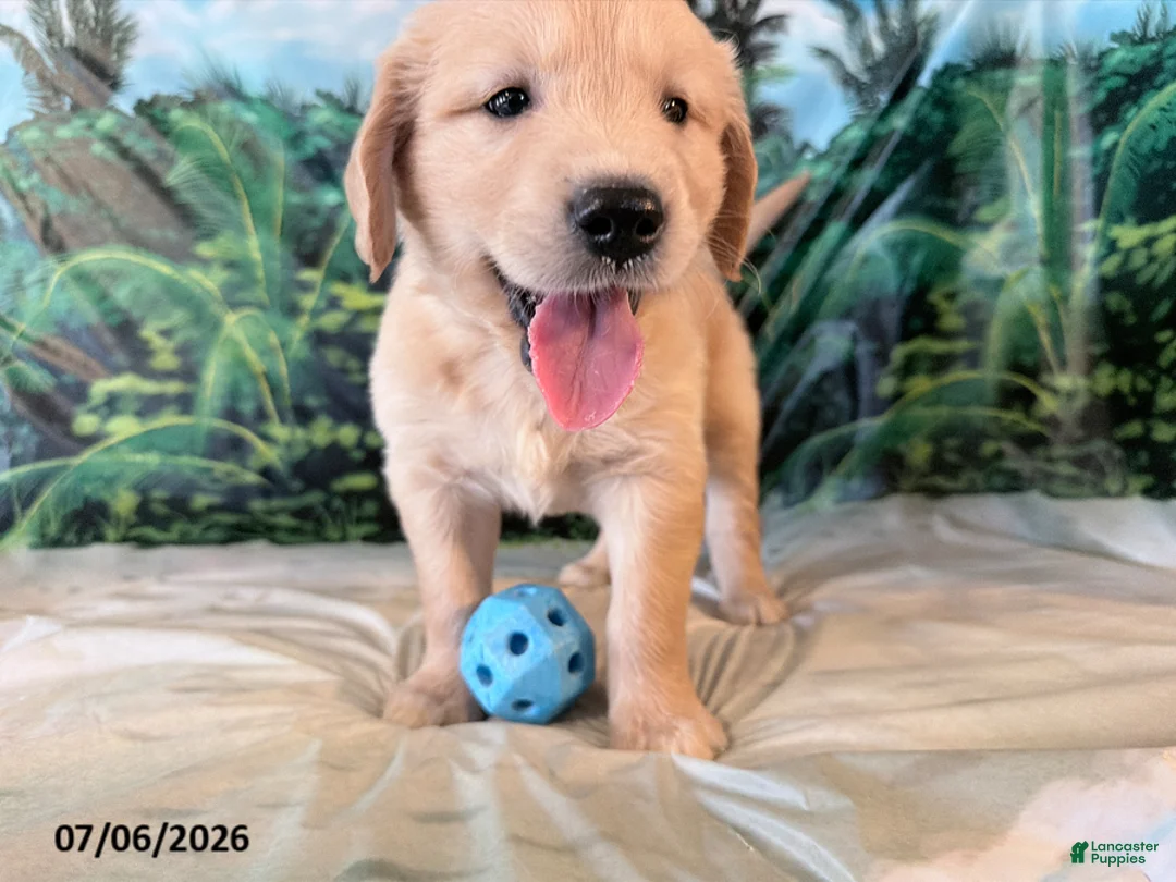 Golden Retriever dogs for sale: Cade - Ad 3