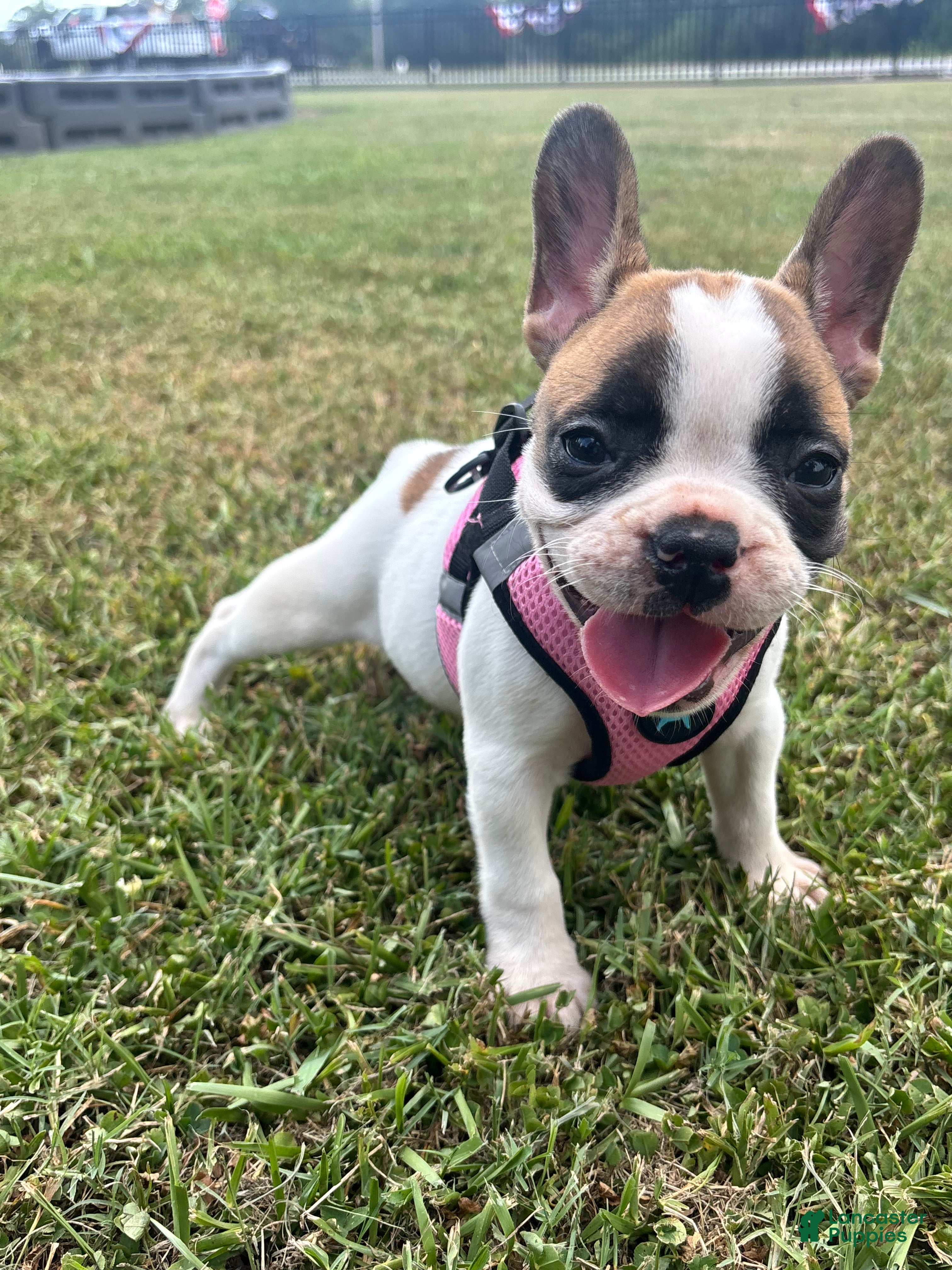 French Bulldog dogs Luna - Ad 37