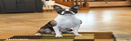 Boston Terrier dogs for sale: Paisley - Ad 6