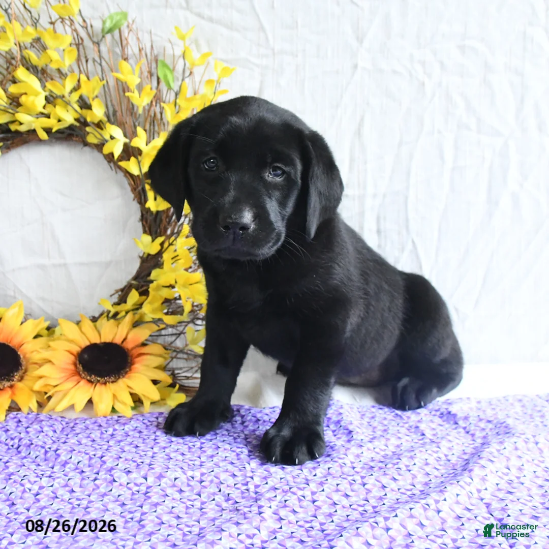 Labrador Retriever dogs for sale: Koko - Ad 1