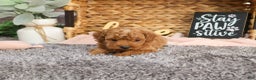 Mini Goldendoodle dogs for sale: Mary - Ad 1