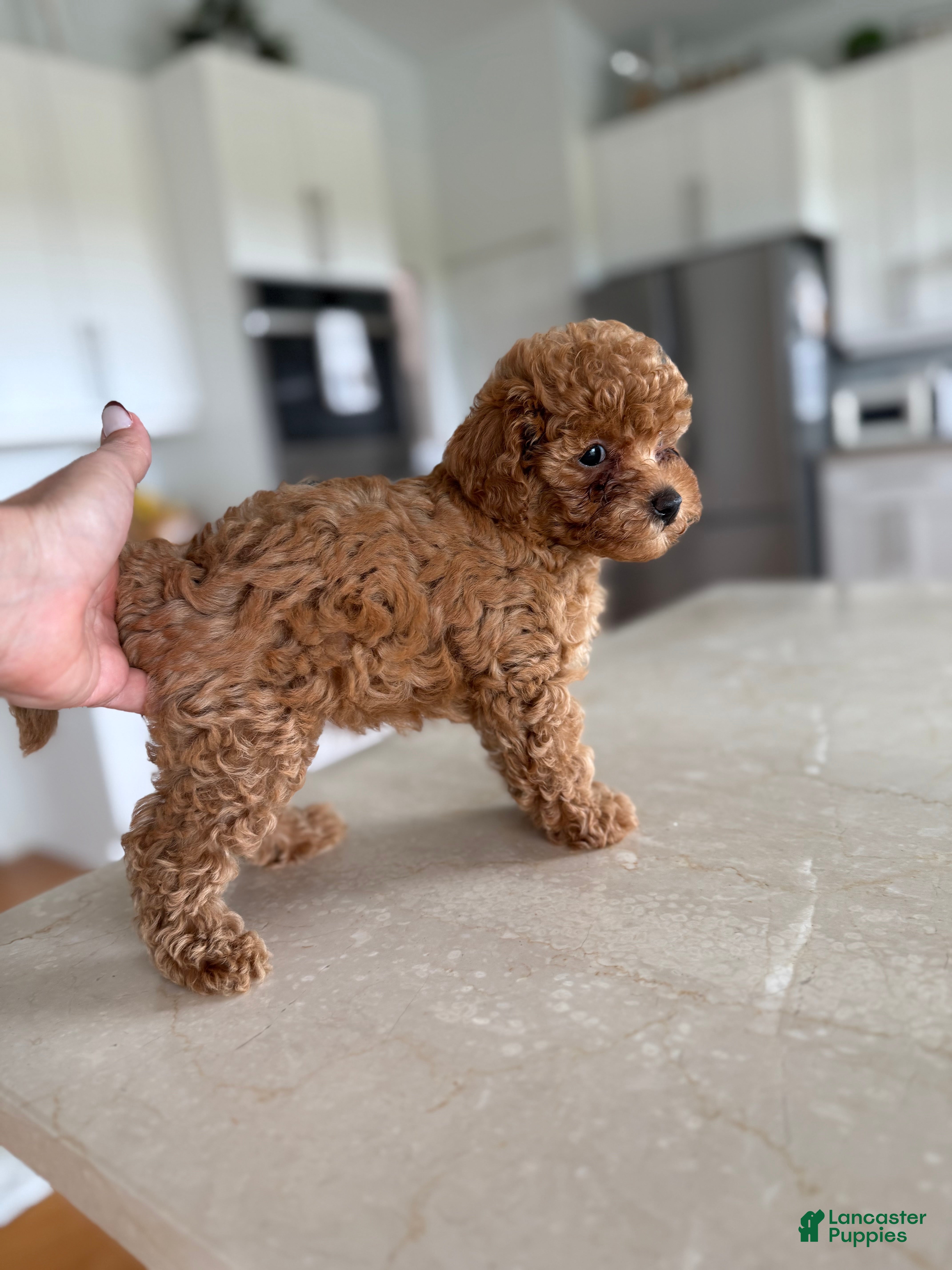 Korean Toy Poodle Puppies for sale Lancaster Puppies