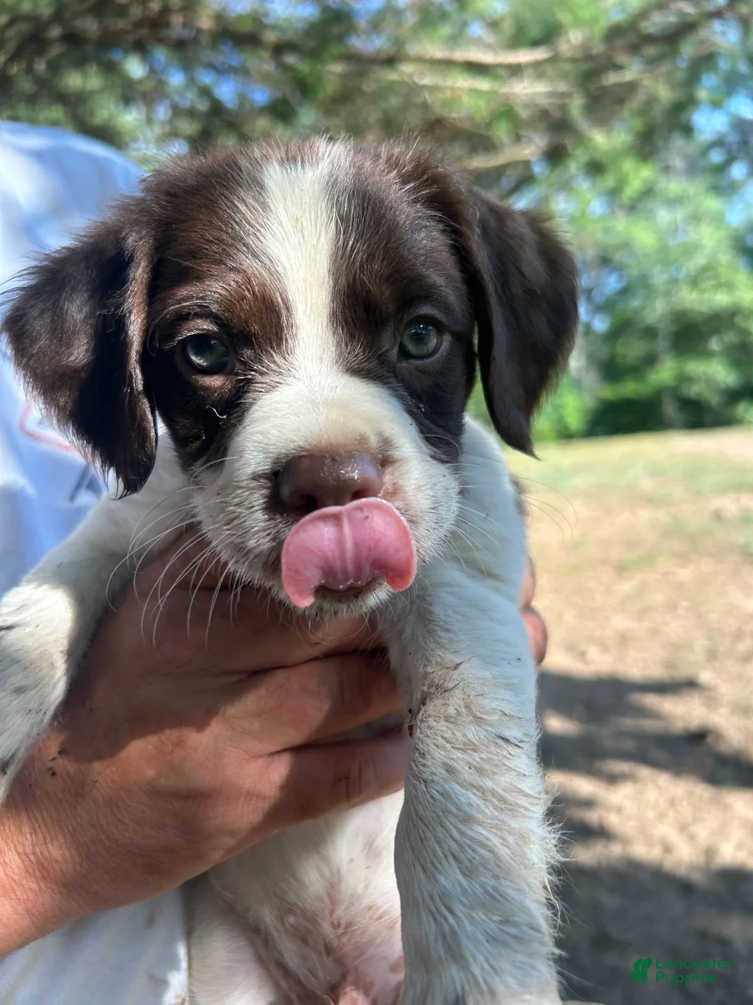 Brittany Spaniel dogs for sale: Brittany Spaniel 1 - Ad 1