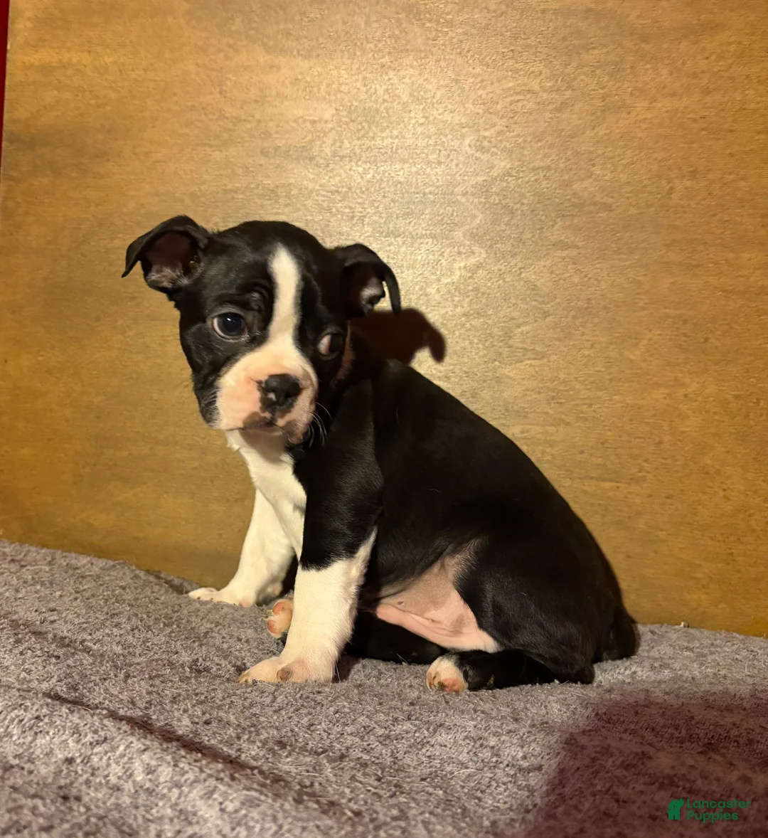 Boston Terrier dogs for sale: Big Boy Buster - Ad 2