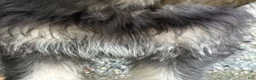 Labradoodle dogs for sale: OCEAN - Ad 13