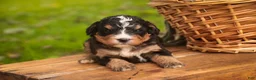 Mini Bernedoodle dogs for sale: Boone F1 Mini Bernedoodle  - Ad 8