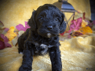 Cockapoo dogs - Ad 18