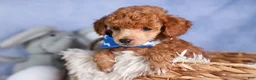 Toy Poodle dogs for sale: Tucker - Ad 20