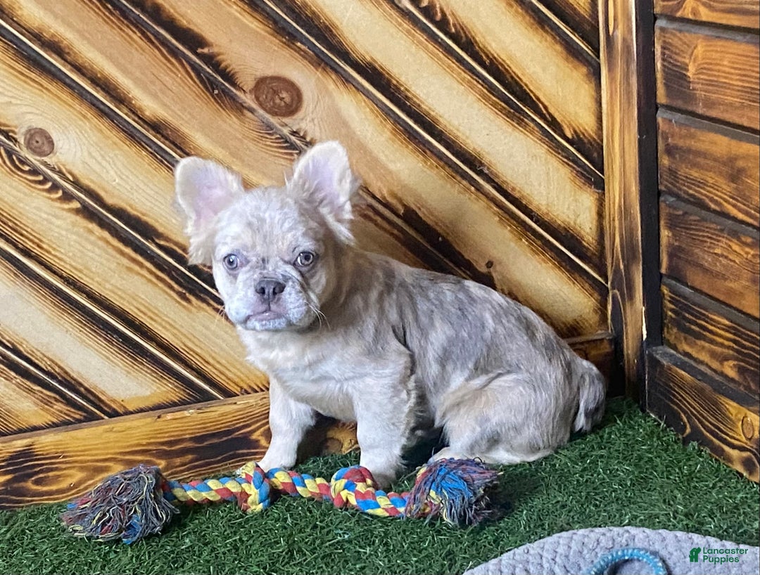 French Bulldog dogs for sale: Max - Ad 5