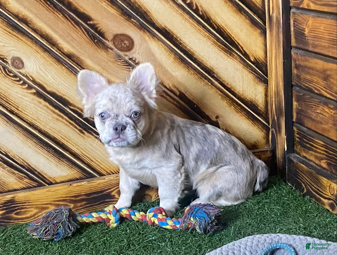 French Bulldog dogs for sale: Max - Ad 5