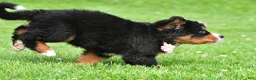 Bernese Mountain Dog dogs for sale: Nancey - Ad 8