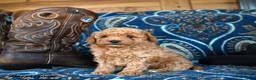 Cavapoo dogs for sale: Sherman - Ad 3