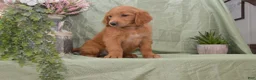 Goldendoodle dogs for sale: Branson - Ad 3