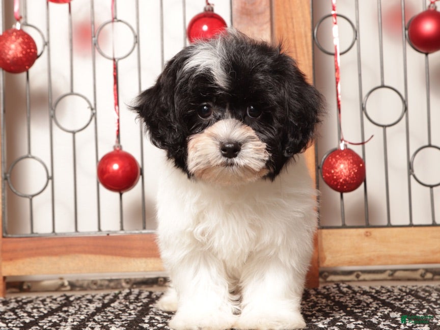 Shihpoo dogs Tina - Ad 13