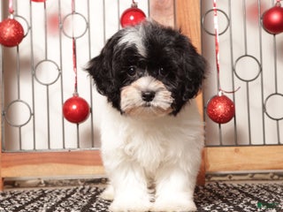 Shihpoo dogs Tina - Ad 13
