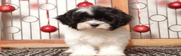 Shihpoo dogs for sale: Tina - Ad 1
