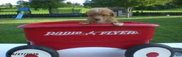 Yorkiepoo dogs for sale: Gene - Ad 5