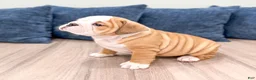 English Bulldog dogs for sale: Everest - Ad 4