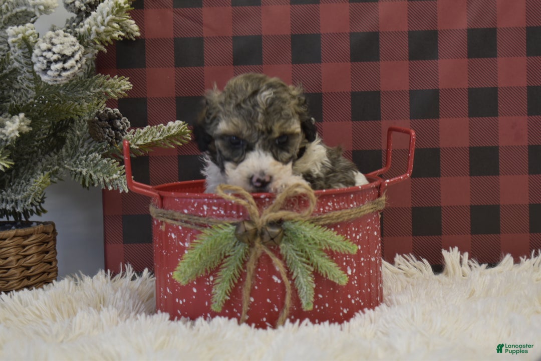 Miniature Poodle dogs for sale: Maverik - Ad 6