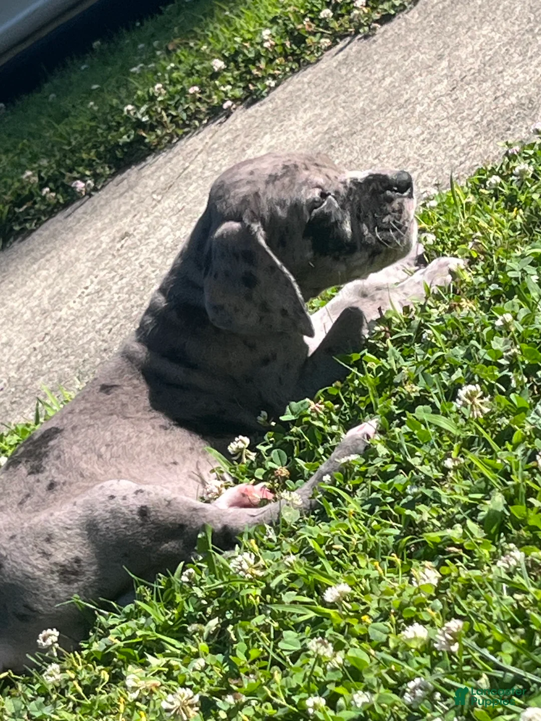 Great Dane dogs for sale: Orange - Ad 2