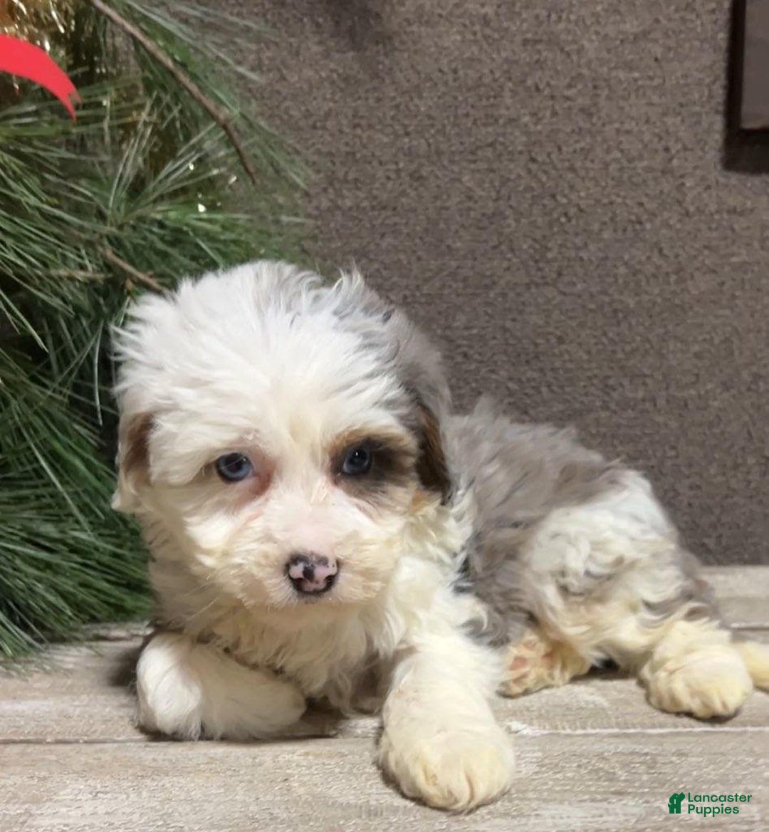 Mini Bernedoodle dogs for sale: Sugar - Ad 3