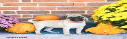 Pug dogs for sale: Goldie - Ad 17
