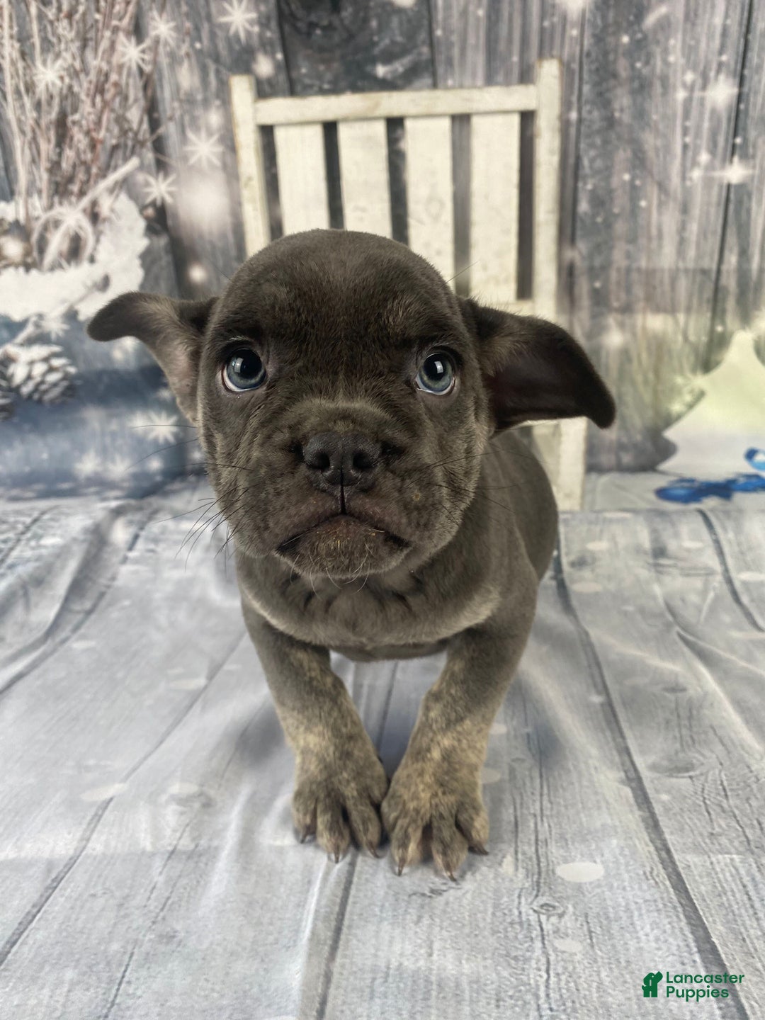 Mixed Breed dogs for sale: Billy - Ad 12