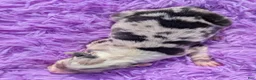 Border Collie dogs for sale: Puppy #6 - Ad 3