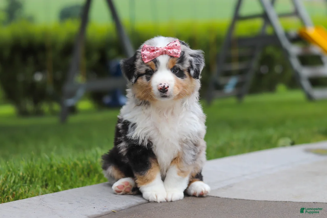 Miniature Australian Shepherd dogs for sale: Brittany - Ad 1