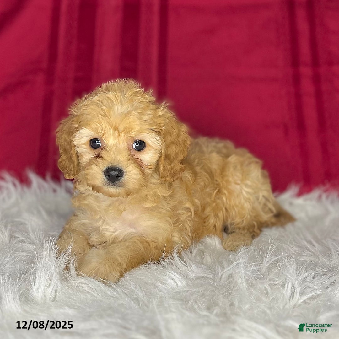 Cavapoochon dogs for sale: Shirley - Ad 1