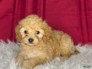 Cavapoochon dogs Shirley - Ad 4