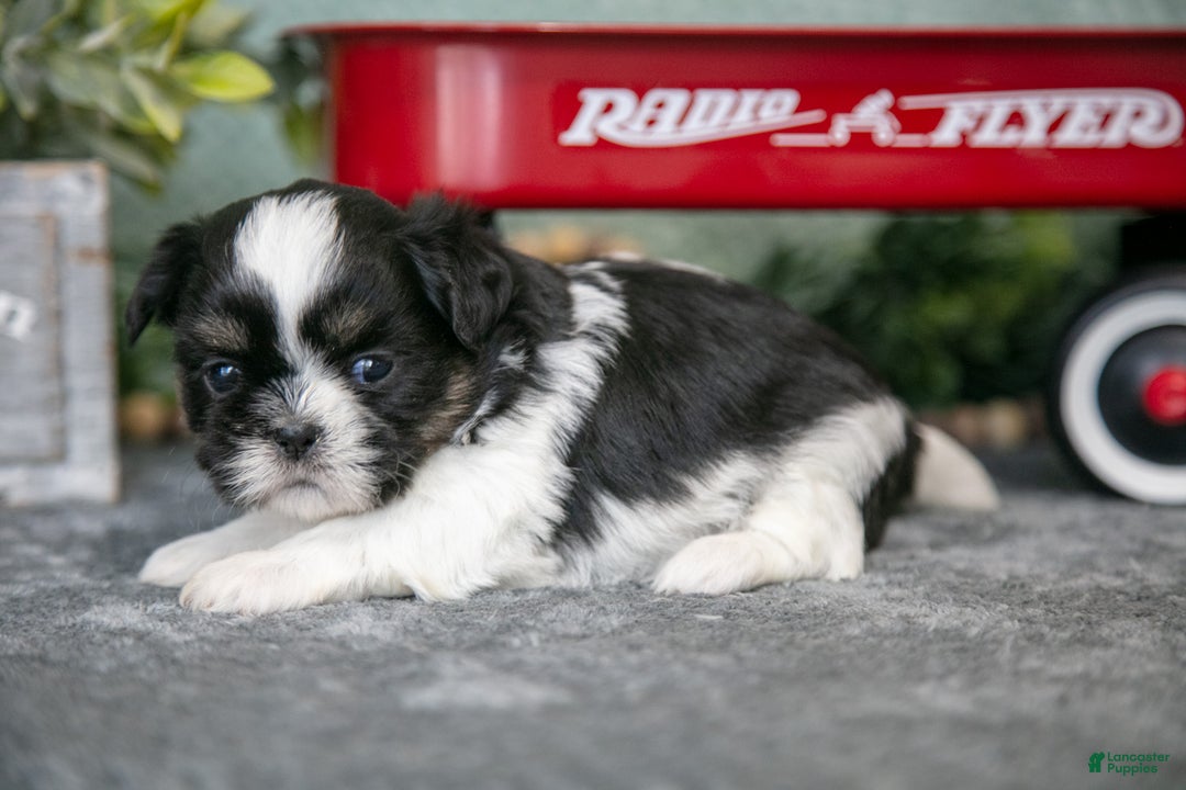 Shih Tzu dogs for sale: Tina - Ad 3