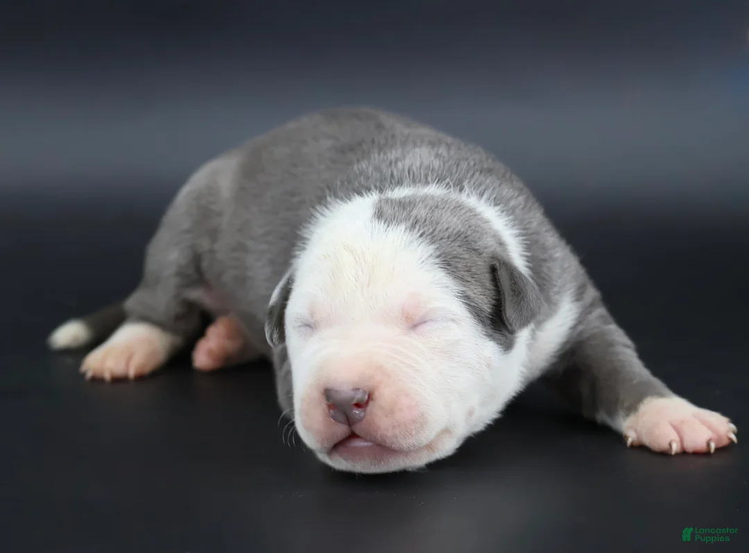 American Bully dogs for sale: Chancellor - Ad 1