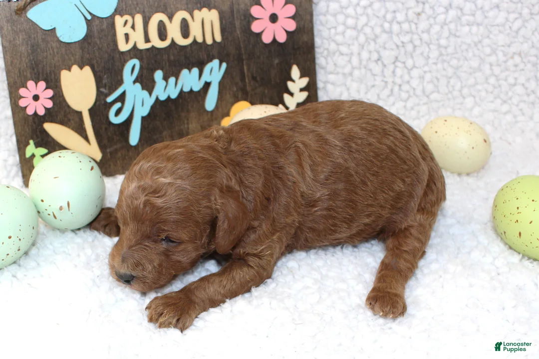 Miniature Poodle dogs for sale: Clover - Ad 1