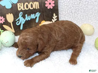 Miniature Poodle dogs Clover - Ad 6